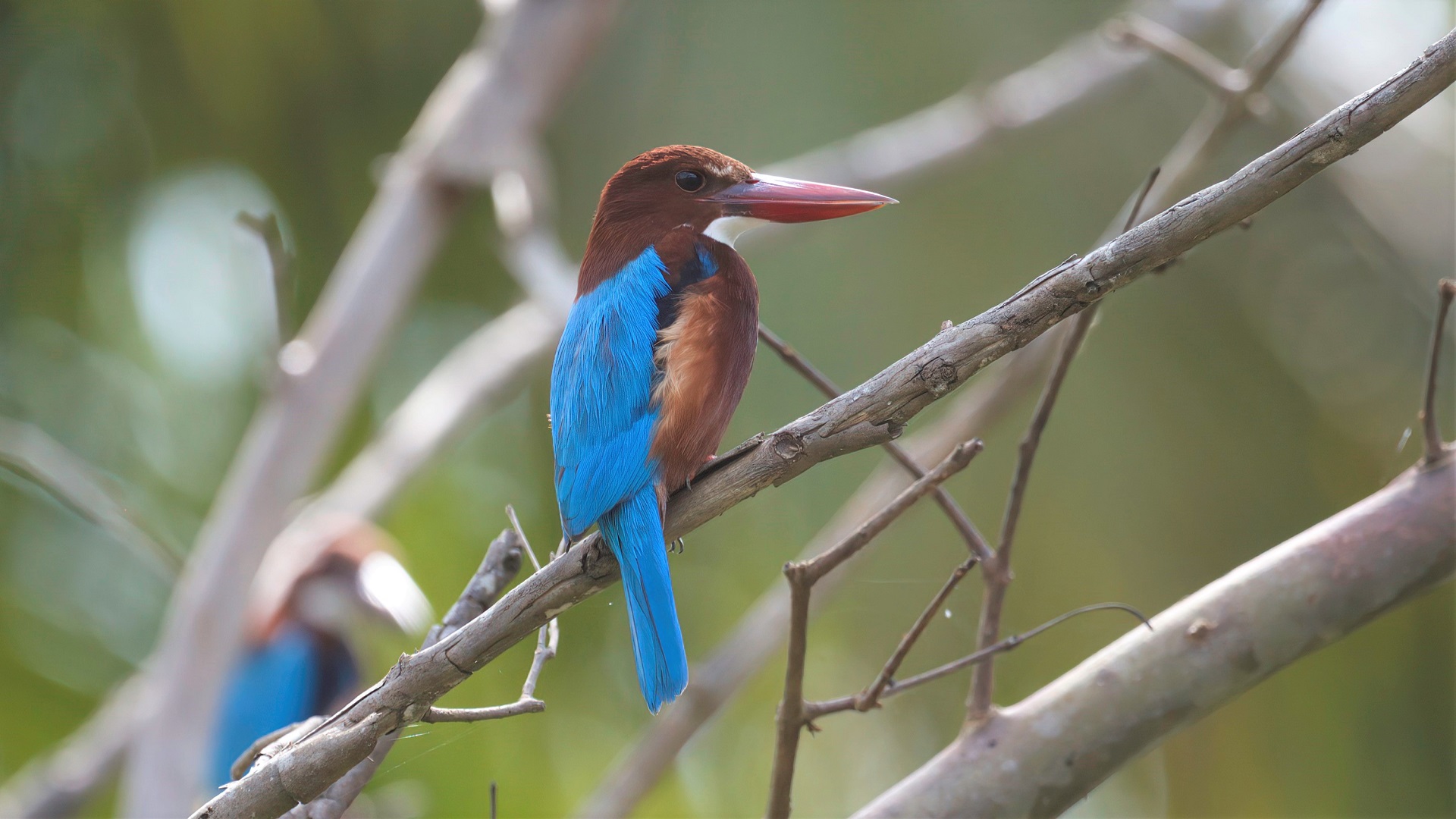 White-throated Kingfisher